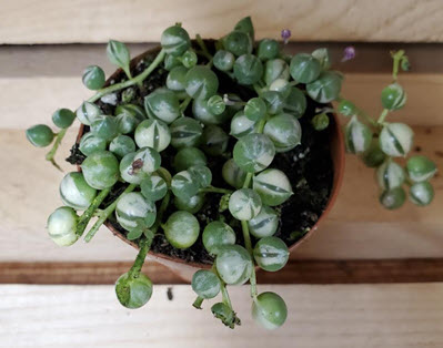 2" String of Pearls Variegated